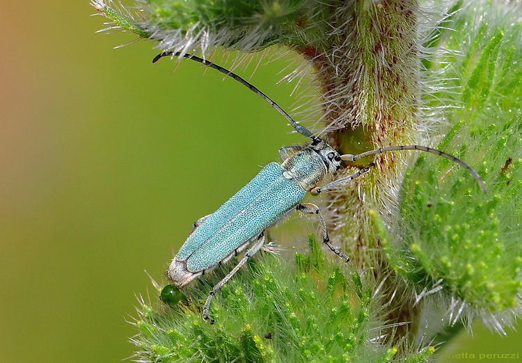 Phytoecia (Opsilia) coerulescens (Cerambycidae)